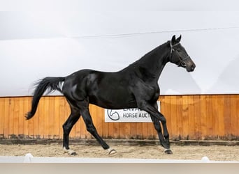 Polnisches Halbblut, Stute, 3 Jahre, Brauner