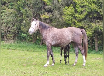 Polnisches Halbblut, Stute, 3 Jahre, Schimmel