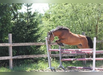 Polnisches Halbblut, Stute, 4 Jahre, 160 cm, Rotbrauner