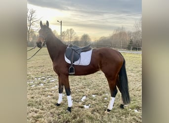 Polnisches Halbblut, Stute, 4 Jahre, 162 cm, Brauner