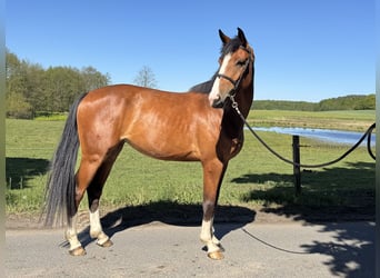 Polnisches Halbblut, Stute, 4 Jahre, 164 cm, Rotbrauner