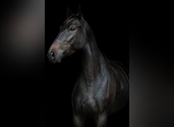 Polnisches Halbblut, Stute, 4 Jahre, 168 cm, Dunkelbrauner