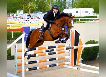 Polnisches Halbblut, Stute, 5 Jahre, 164 cm, Rotbrauner