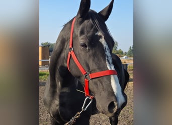 Polnisches Halbblut, Stute, 5 Jahre, 166 cm, Rappe