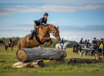 Polnisches Halbblut, Stute, 5 Jahre, 168 cm, Fuchs