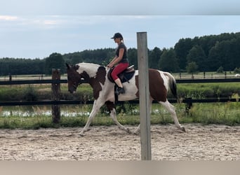 Polnisches Halbblut, Stute, 5 Jahre, 172 cm, Schecke