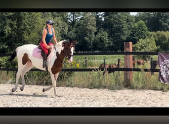 Polnisches Halbblut, Stute, 5 Jahre, 172 cm, Schecke