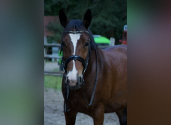Polnisches Halbblut, Stute, 6 Jahre, 155 cm, Roan-Bay