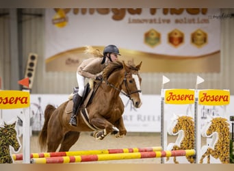 Polnisches Halbblut, Stute, 6 Jahre, 159 cm, Fuchs