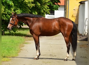 Polnisches Halbblut, Stute, 6 Jahre, 164 cm, Brauner