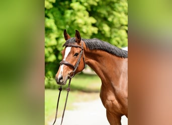 Polnisches Halbblut, Stute, 6 Jahre, 164 cm, Brauner