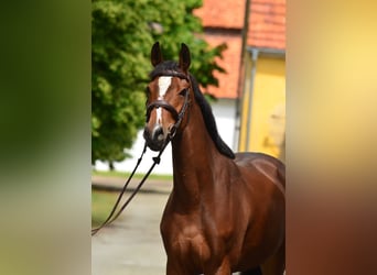 Polnisches Halbblut, Stute, 6 Jahre, 164 cm, Brauner