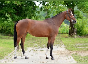 Polnisches Halbblut, Stute, 6 Jahre, 164 cm, Brauner