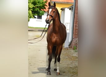 Polnisches Halbblut, Stute, 6 Jahre, 164 cm, Brauner