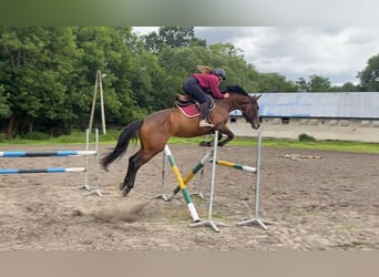 Polnisches Halbblut, Stute, 6 Jahre, 165 cm, Brauner