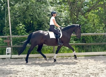 Polnisches Halbblut, Stute, 6 Jahre, 168 cm, Rappe