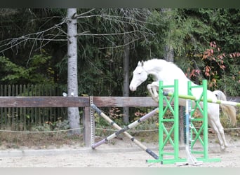 Polnisches Halbblut, Stute, 7 Jahre, 159 cm, White