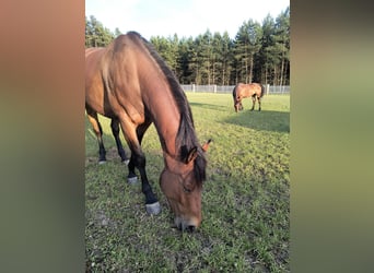 Polnisches Halbblut, Stute, 7 Jahre, 163 cm, Brauner
