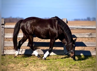 Polnisches Halbblut, Stute, 7 Jahre, 164 cm, Rappe