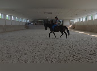 Polnisches Halbblut, Stute, 7 Jahre, 165 cm, Brauner