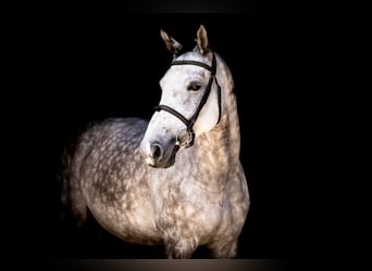 Polnisches Halbblut, Stute, 7 Jahre, 165 cm, Schimmel
