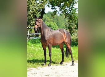 Polnisches Halbblut, Stute, 8 Jahre, 160 cm, Rotbrauner