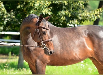 Polnisches Halbblut, Stute, 8 Jahre, 160 cm, Rotbrauner