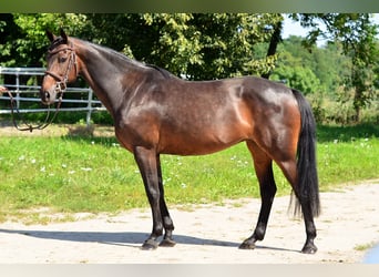 Polnisches Halbblut, Stute, 8 Jahre, 160 cm, Rotbrauner