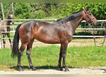 Polnisches Halbblut, Stute, 8 Jahre, 160 cm, Rotbrauner