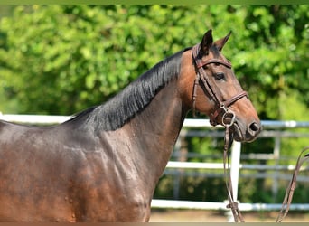 Polnisches Halbblut, Stute, 8 Jahre, 160 cm, Rotbrauner