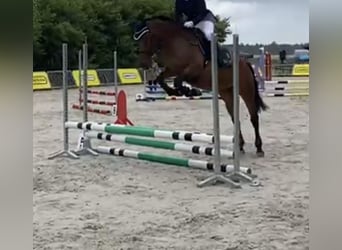Polnisches Halbblut, Stute, 8 Jahre, 163 cm, Brauner