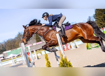 Polnisches Halbblut, Stute, 8 Jahre, 165 cm, Rotbrauner