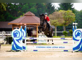 Polnisches Halbblut, Stute, 8 Jahre, 170 cm, Rappe