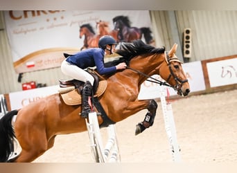 Polnisches Halbblut, Stute, 8 Jahre, 173 cm, Rotbrauner