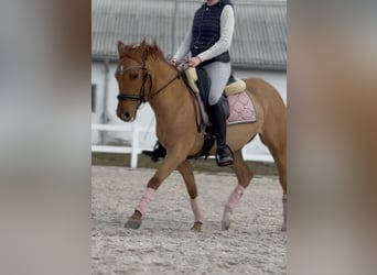 Polnisches Halbblut, Stute, 9 Jahre, 147 cm, Fuchs