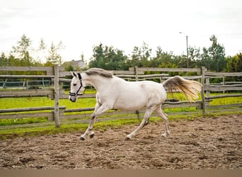 Polnisches Halbblut, Stute, 9 Jahre, 160 cm, Schimmel