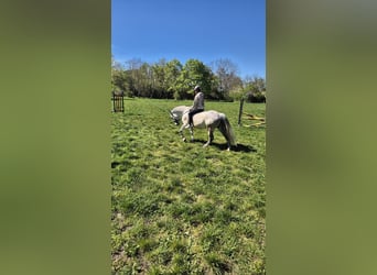 Polnisches Halbblut, Stute, 9 Jahre, 161 cm