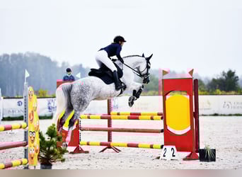 Polnisches Halbblut, Stute, 9 Jahre, 165 cm, Schimmel