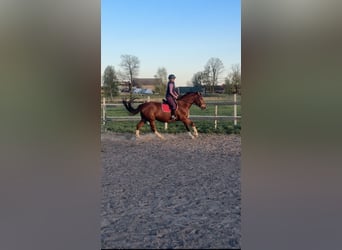 Polnisches Halbblut, Stute, 9 Jahre, 166 cm, Fuchs