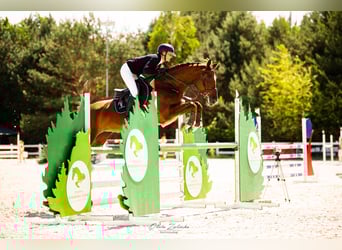 Polnisches Halbblut, Stute, 9 Jahre, 167 cm, Fuchs