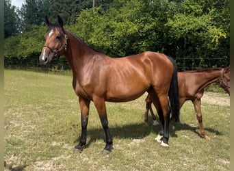 Polnisches Halbblut, Stute, 9 Jahre, 168 cm, Brauner