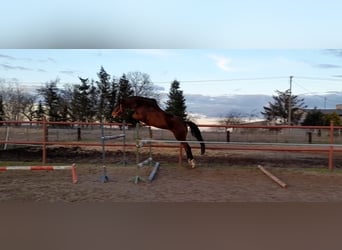 Polnisches Halbblut, Stute, 9 Jahre, 170 cm, Brauner