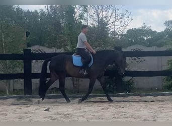 Polnisches Halbblut, Stute, 9 Jahre, 170 cm, Dunkelbrauner