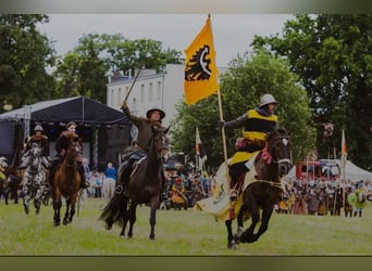 Polnisches Halbblut, Stute, 9 Jahre, 170 cm, Dunkelbrauner