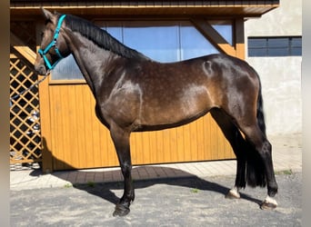 Polnisches Halbblut, Stute, 9 Jahre, 170 cm, Dunkelbrauner