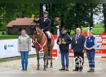 Polnisches Halbblut, Stute, 9 Jahre, 172 cm