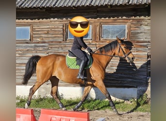 Polnisches Halbblut, Stute, 9 Jahre, Brauner