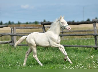 Polnisches Halbblut, Stute, Fohlen (02/2025), 165 cm, Cremello