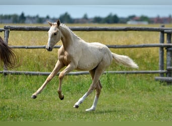 Polnisches Halbblut, Stute, , 167 cm, Palomino