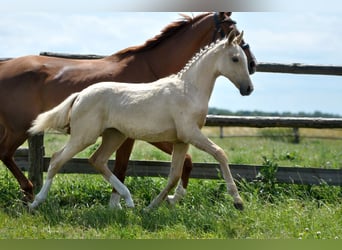 Polnisches Halbblut, Stute, , 167 cm, Palomino